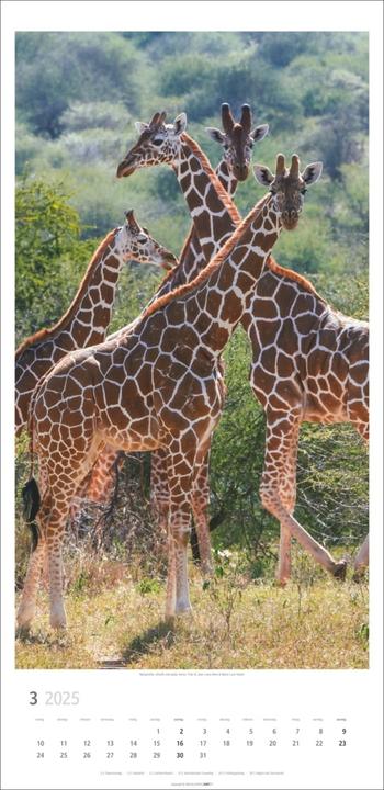 Actual product image Giraffe calendar 2025 (33 x 68 cm, Hardcover, German)