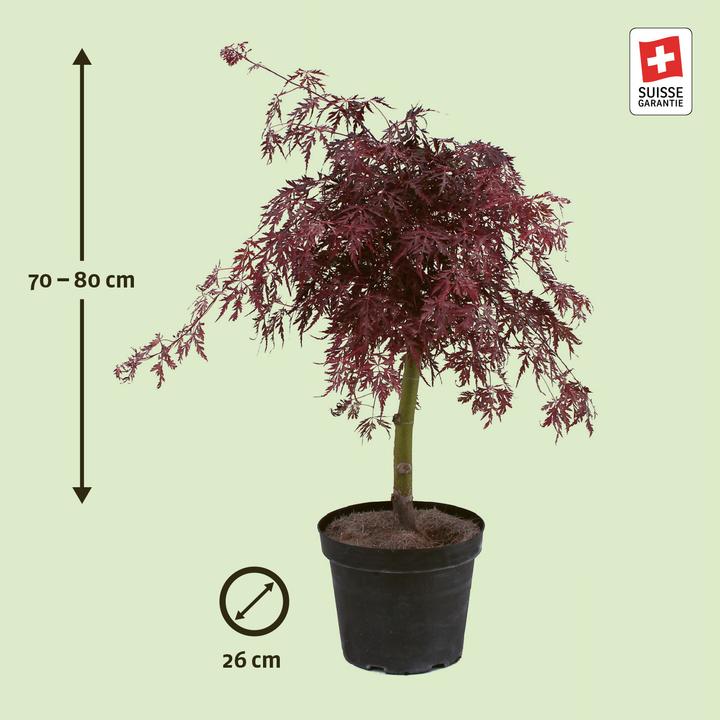 Produktbild Zulauf Japanischer Fächer-Ahorn / Acer palmatum 'Garnet' (90 cm)