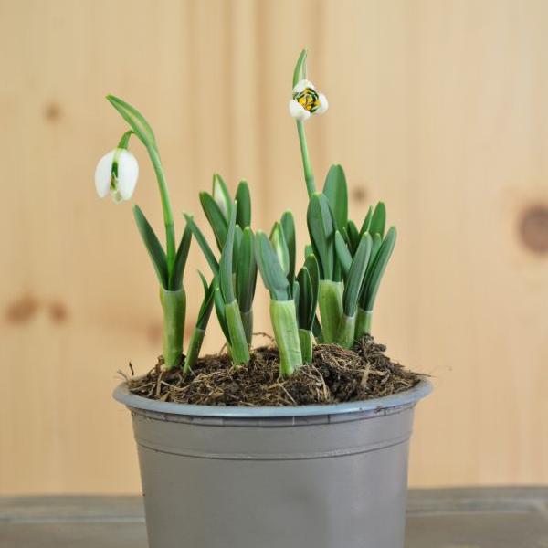 Actual product image Säntispracht Set of 6, grape hyacinth - Muscari armeniacum Big Smile Blue (15 cm)
