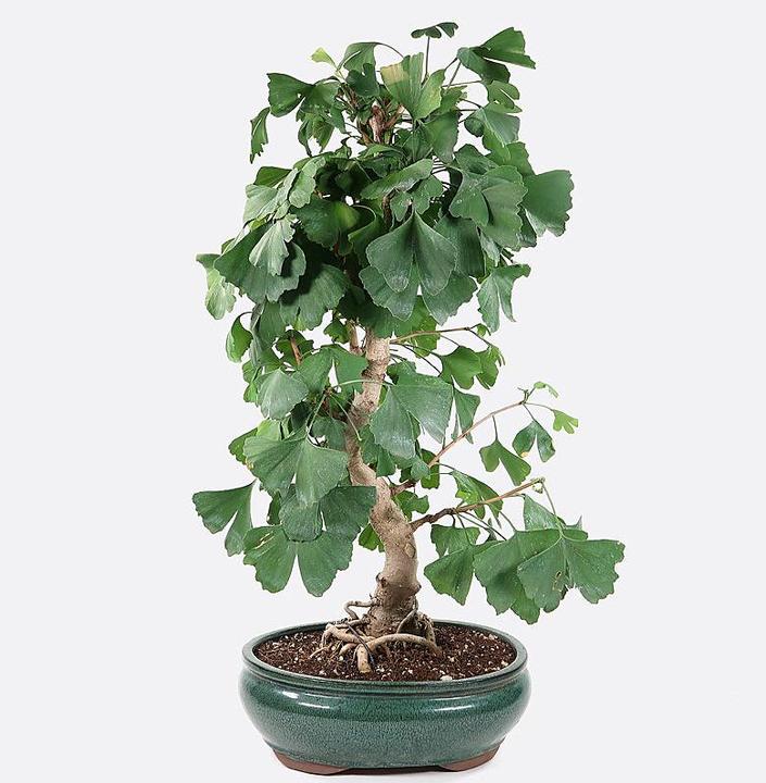 Bonsai.ch Ginkgo biloba cm
