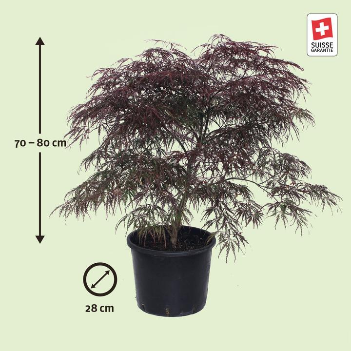 Immagine prodotto Zulauf Japanischer Fächer-Ahorn / Acer palmatum 'Garnet' (80 cm)