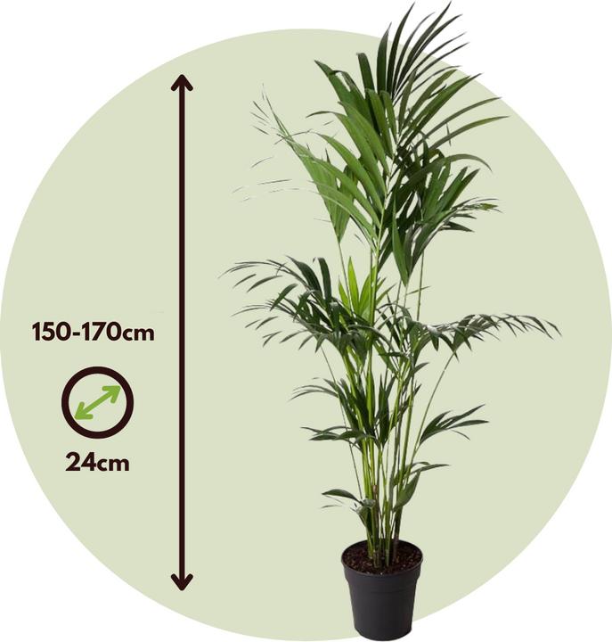Actual product image Plant in a Box Howea forsteriana - Kentia Palm (170 cm)
