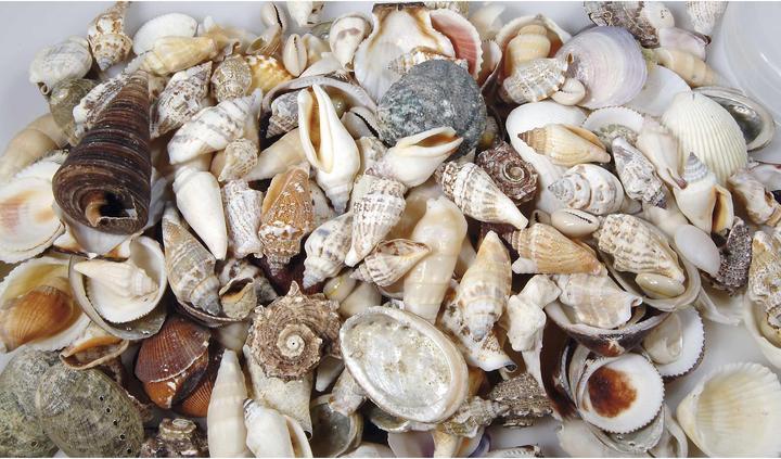 Produktbild Ambiance Technology Muscheln