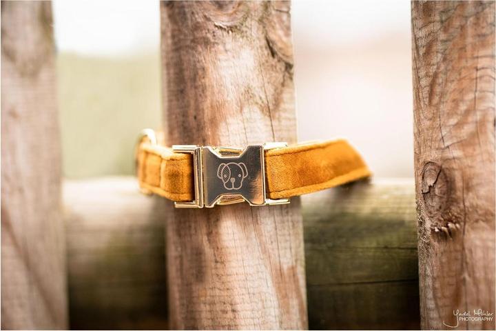 Produktbild Kentucky Dogwear Hundehalsband velvet (L, Hund, Hundesport)