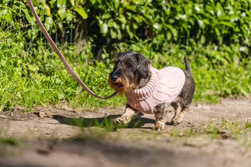 Produktbild Designed by Lotte Hundepullover Haida (20, Hundepullover)
