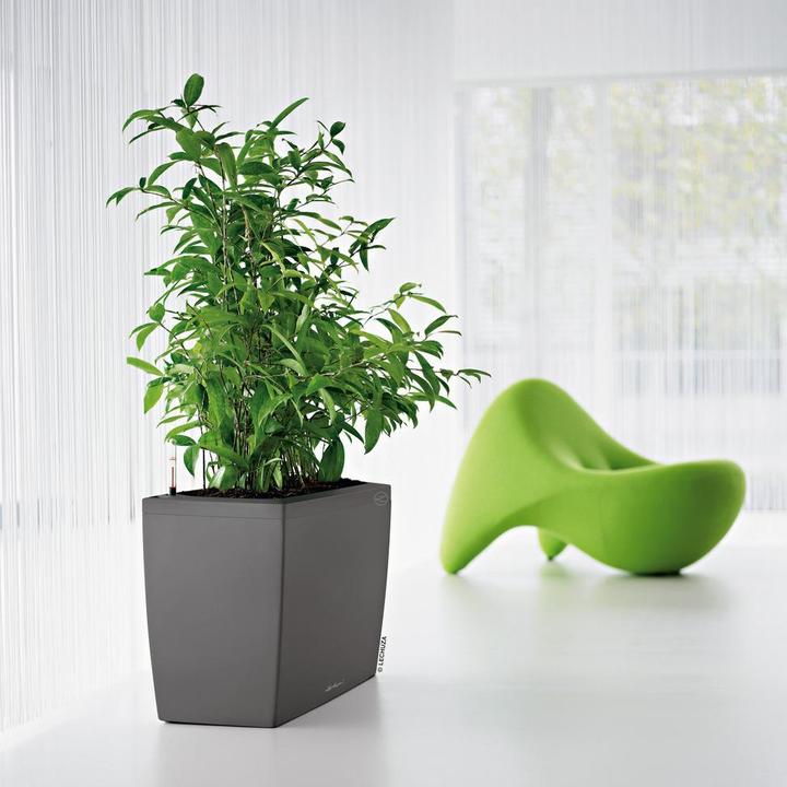 Actual product image Lechuza Cararo (30 cm)