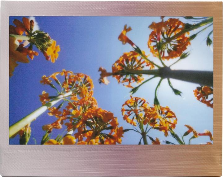 Actual product image Fujifilm Instax Wide 10 Blatt Brushed Metallics (Instax Wide 400, Instax Wide 300)