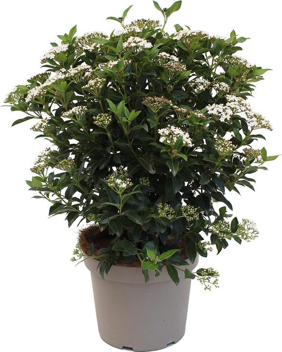 Zulauf Mittelmeer Schneeball / Viburnum tinus 'Eve Price' (50 cm)
