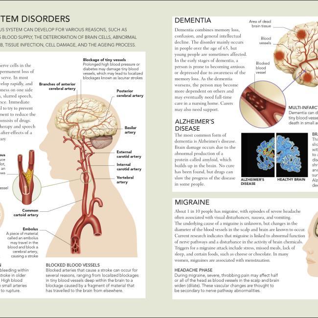 Produktbild The Concise Human Body Book (Englisch, DK, 2019)