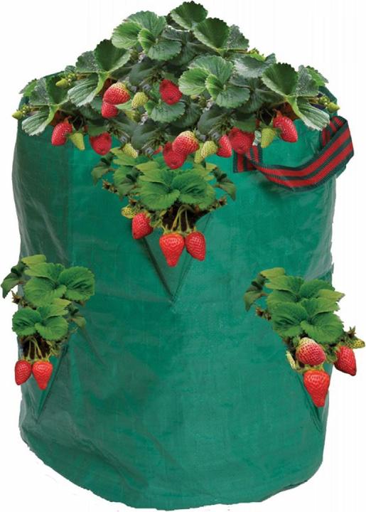 Garland Sacchetto di fragole ed erbe aromatiche