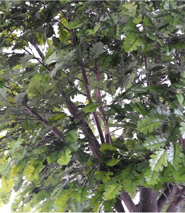 Produktbild Greendeco Künstliche Eichenbaum, ca. 300cm (300 cm)