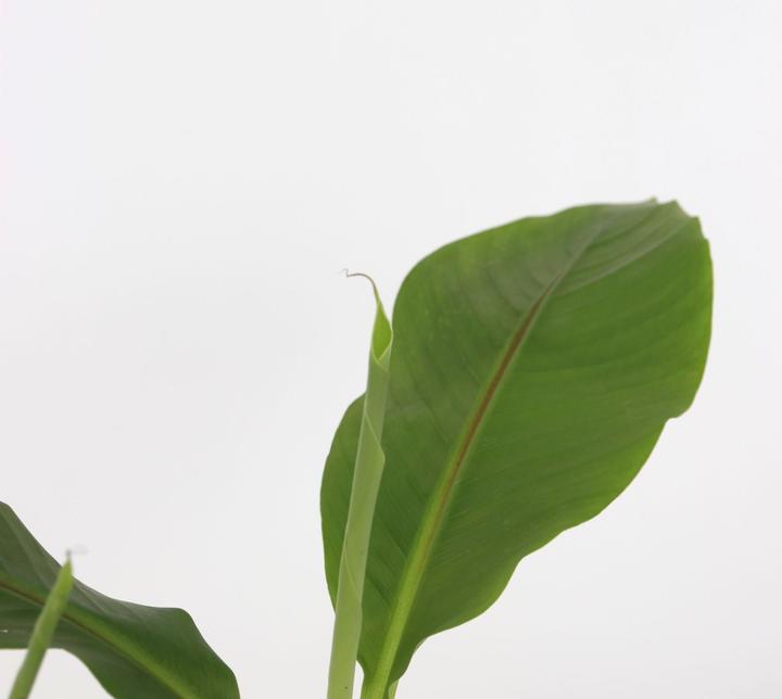 Produktbild Plant in a Box Musa Basjoo - Bananenpflanzen (25 cm)