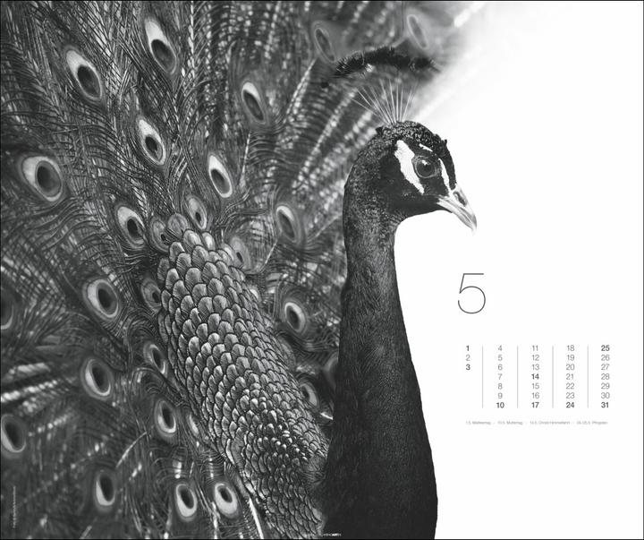 Produktbild Black & White Animals 2026 (55 x 46 cm, Harter Einband, Deutsch)