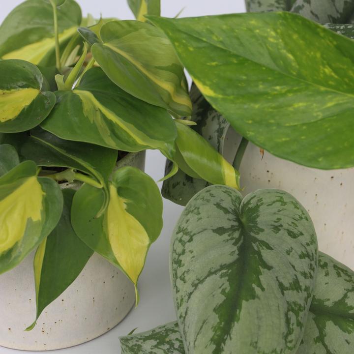 Actual product image Plant in a Box Philodendron Scandens Brasil, Epipremnum Trebi, Epipremnum Aureum - set of 3 ivy plants (25 cm)