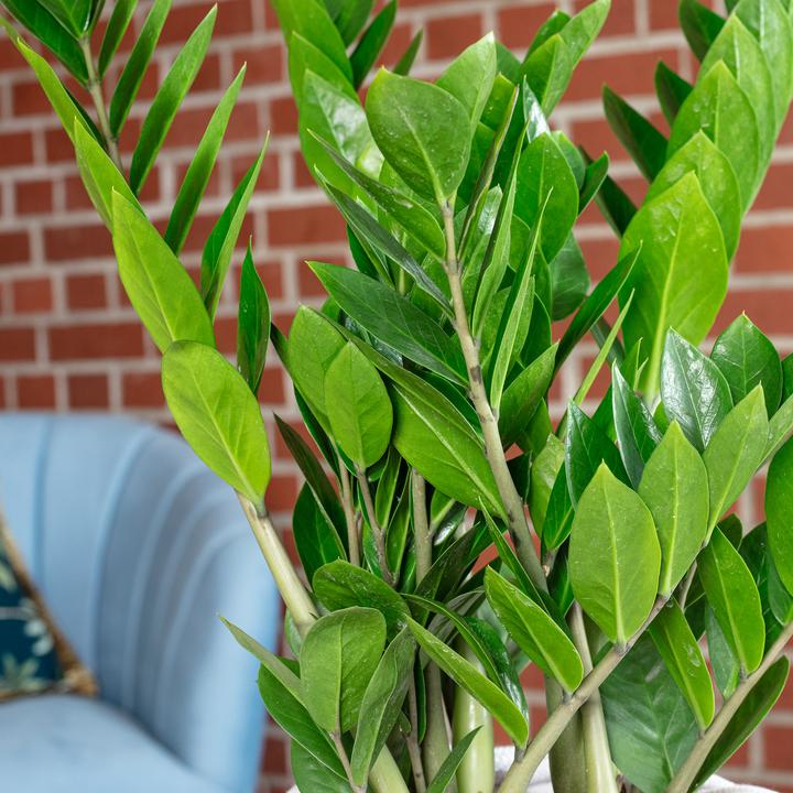 Actual product image Flowerbox Lucky Feather - Zamioculcas zamiifolia (55 cm)