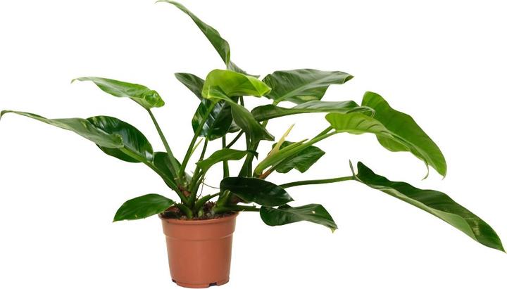 Image du produit VEG and the City Cali (Ami des arbres - Philodendron Imperial Green) (65 cm)