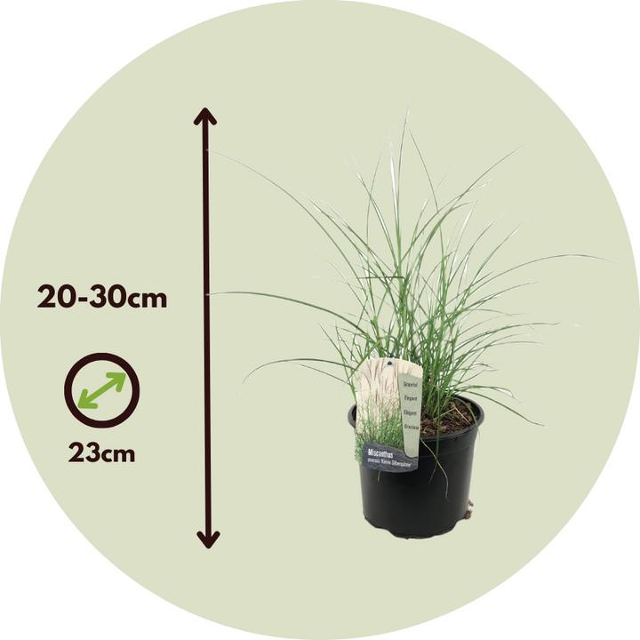Immagine prodotto Plant in a Box Miscanthus sinensis 'Kleine Silberspinne' - Erba ornamentale (20 cm)