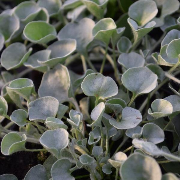 Produktbild Säntispracht 3 er Set, Silberregen - Dichondra Silver Falls (150 cm)