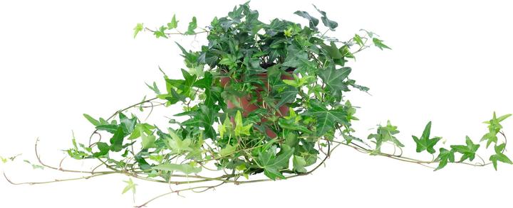 Actual product image Flowerbox Gemeiner Efeu- Hedera helix (20 cm)