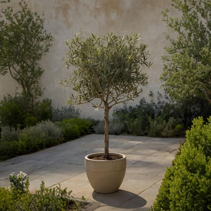 Produktbild Plant in a Box Olea Europaea - Olivenbaum (80 cm)