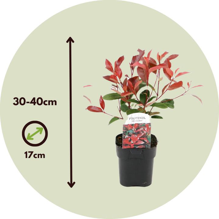 Produktbild Plant in a Box Photinia fraseri Red Robin - 2er Set Glanzmispel Pflanze (30 cm)