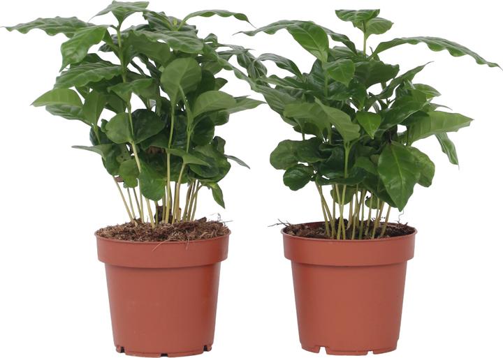 Produktbild Plant in a Box Coffea arabica - 4er Set Kaffeepflanze (25 cm)