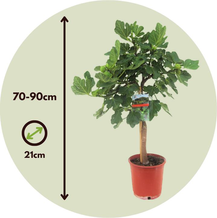 Produktbild Plant in a Box Ficus Carica - Feigenbaum (70 cm)