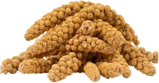 Lyra Pet Miglio coda di volpe (1 x, 1 kg)