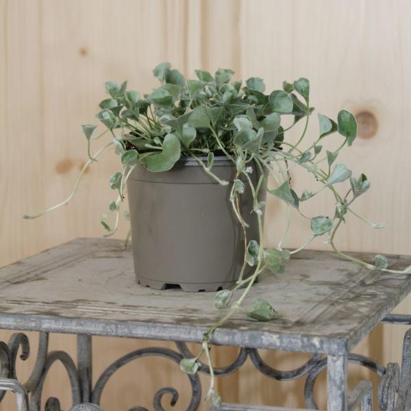 Produktbild Säntispracht 4 er Set, Silberregen - Dichondra Silver Falls (150 cm)