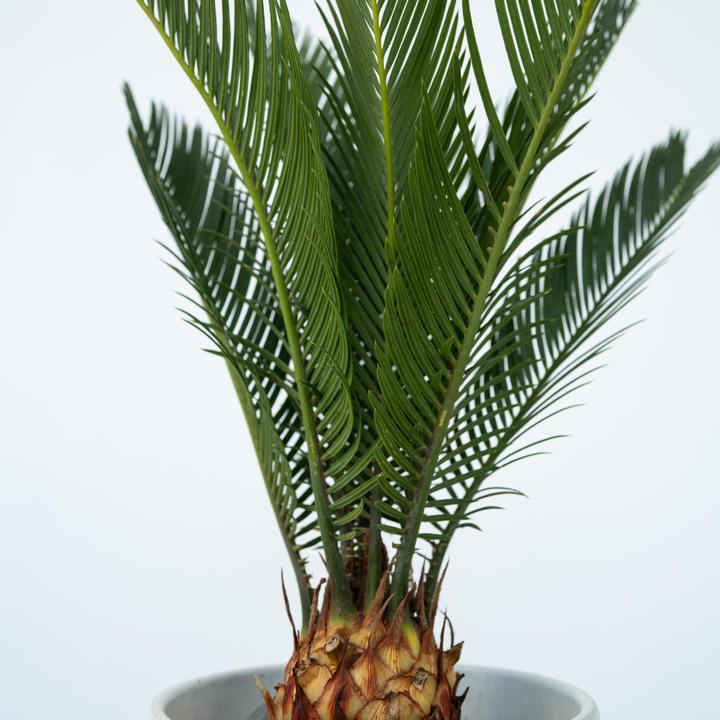 Actual product image Plant in a Box Cycas revoluta - set of 2 palm ferns (45 cm)