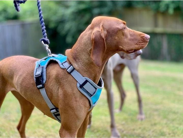 Image du produit Henry Wag Harnais pour chien Voyage (L, Chien, Général)