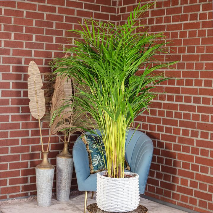 Produktbild Flowerbox Goldfruchtpalme - Areca Dypsis Lutescens (100 cm)