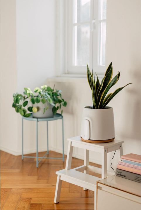 Immagine prodotto Vitesy Natede Basic Natürlicher Luftreiniger (20 m²)