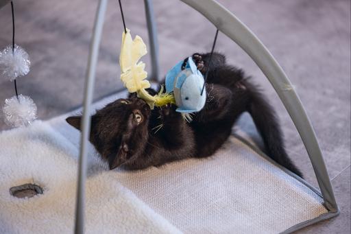 Produktbild Beeztees Bz Kitten Spielmatte Xabia Gra (Katzenminzespielzeug)