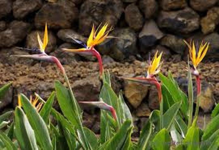 Produktbild Tropica Paradiesvogelblume (Blumenzwiebel)