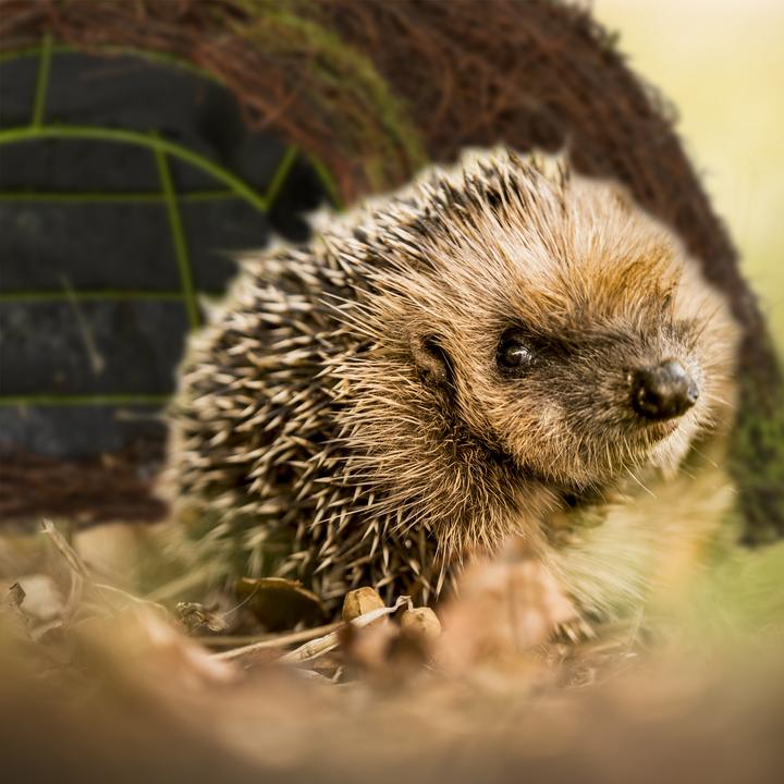Actual product image Relaxdays Hedgehog house
