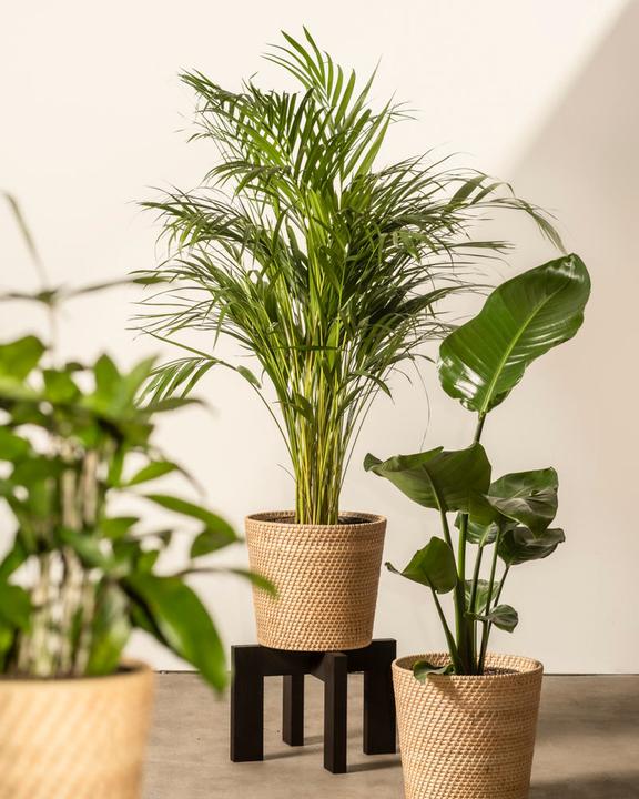 Actual product image feey Strelitzia XL (110 cm, Freshly repotted)