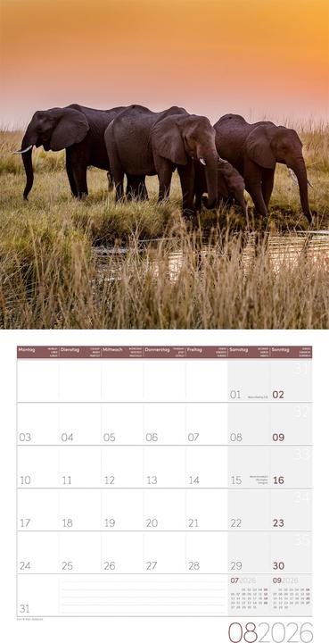 Actual product image Elefanten Kalender 2026 - 30x30 (30 x 30 cm, Hardcover, German, French, Italian, English)