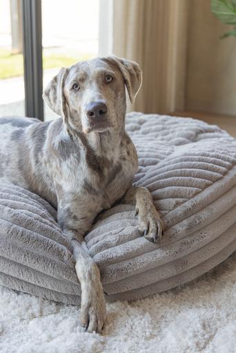 Actual product image Designed by Lotte Reza reclining cushion (Dog)
