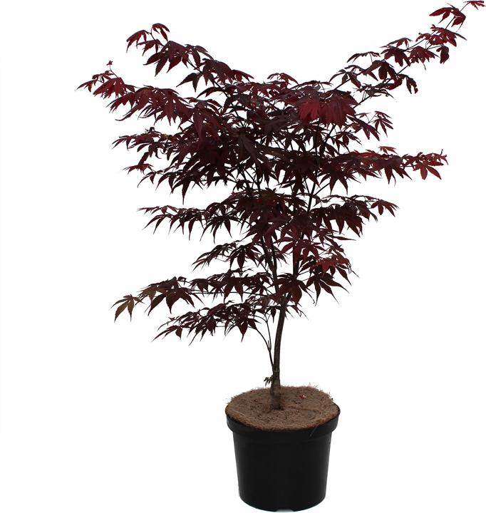 Produktbild Zulauf Japanischer Fächer-Ahorn / Acer palmatum 'Bloodgood' (50 cm)