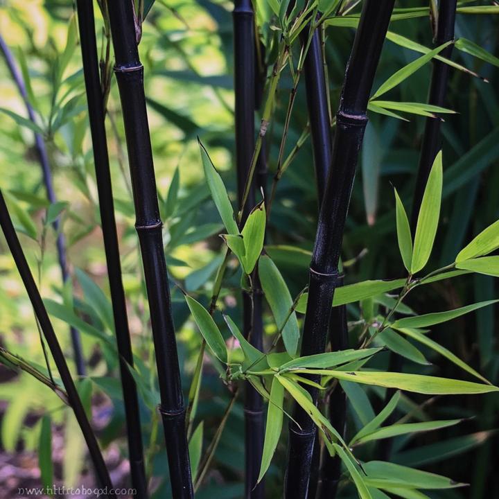 Produktbild Plant in a Box Fargesia nitida 'Black Dragon' - Bambus (25 cm)