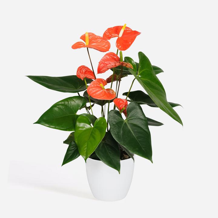 Immagine prodotto Plant in a Box Anthurium 'Madural Orange' - (40 cm)