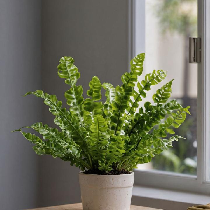 Produktbild Plant in a Box Asplenium nidus 'Crispy Wave' - 2er Set Gekräuselte Vogelnestfarn (25 cm)
