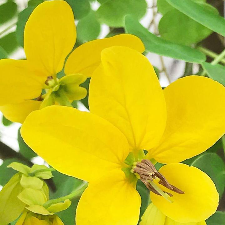 Immagine prodotto Khadi Caldo tono biondo (Biondo sole)