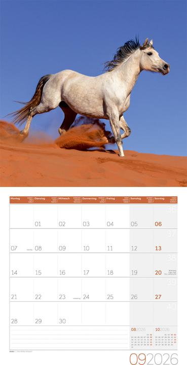 Actual product image Pferde Kalender 2026 - 30x30 (30 x 30 cm, Hardcover, German)