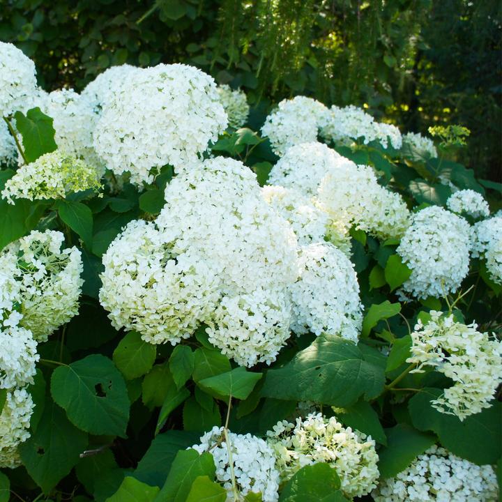 Actual product image Plant in a Box Hydrangea Paniculata 'Silver Dollar' - Set of 3 hydrangeas (25 cm)