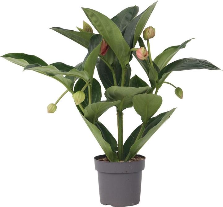 Produktbild Plant in a Box Medinilla magnifica - Rosenmedinilla (55 cm)