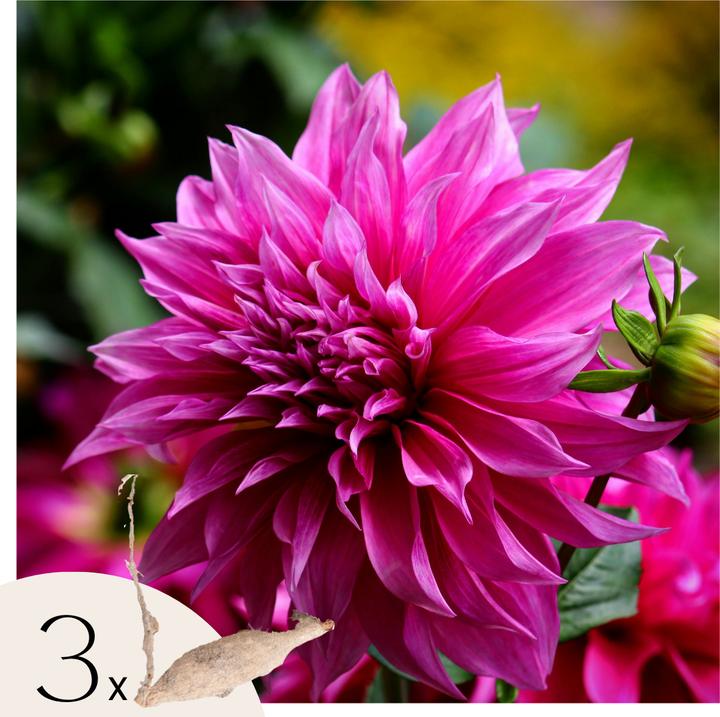 Produktbild Plant in a Box Dahlia 'Café au lait Rosé' - Dahlie (120 cm)