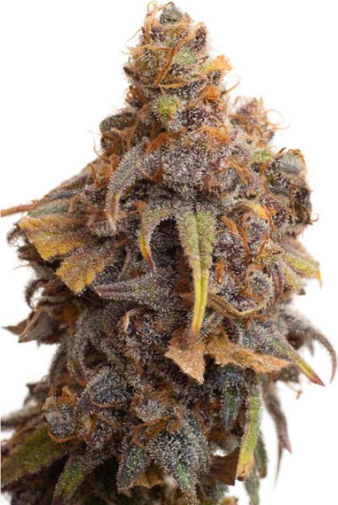 Produktbild JYM's Strawberry CBD Samen 10 Stk (Früchtesamen)