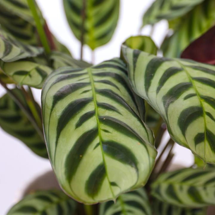 Image du produit Plant in a Box Ctenanthe burle-marxii (25 cm)